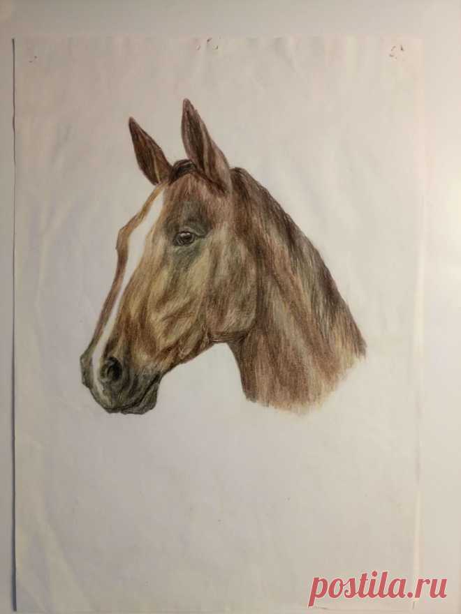 Конь  10.05.2005 г. (карандаш)