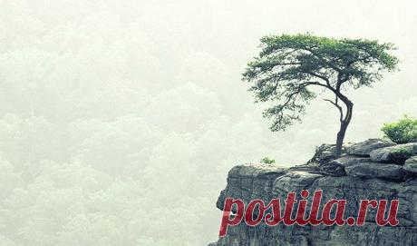 Одно дерево очень страдало из-за того, что оно маленькое, кривое и уродливое. Все остальные деревья по соседству были намного выше и красивее. Дереву очень хотелось стать таким же, как они, чтобы его ветви красиво развевались на ветру. Но дерево росло на склоне скалы. Его корни вцепились в небольшой кусочек почвы, скопившейся в расщелине между камнями. В его ветвях шумел ледяной ветер. Солнце его освещало лишь с утра, а после полудня скрывалось за скалой, даря свой свет другим деревьям,…