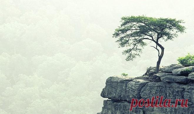 Одно дерево очень страдало из-за того, что оно маленькое, кривое и уродливое. Все остальные деревья по соседству были намного выше и красивее. Дереву очень хотелось стать таким же, как они, чтобы его ветви красиво развевались на ветру. Но дерево росло на склоне скалы. Его корни вцепились в небольшой кусочек почвы, скопившейся в расщелине между камнями. В его ветвях шумел ледяной ветер. Солнце его освещало лишь с утра, а после полудня скрывалось за скалой, даря свой свет другим деревьям,…