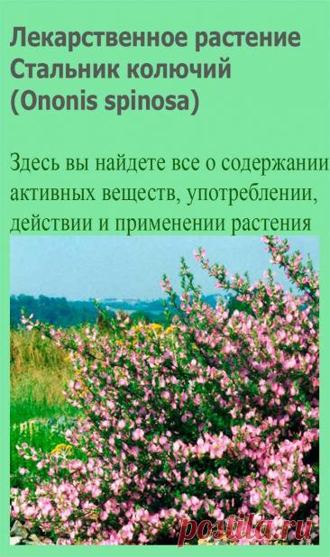 Лекарственное растение Стальник колючий (Ononis spinosa). Многолетнее, у основания одревесневающее растение с восходящими до прямостоячих ветвями, высотой 20-50 см, редко до 1 м. Не отмирающие зимой ветви опушены в 1 или 2 ряда. Нижние листья тройчатые, сидячие или короткочерешковые; листочки яйцевидные, до округло-овальных, зубчатые.