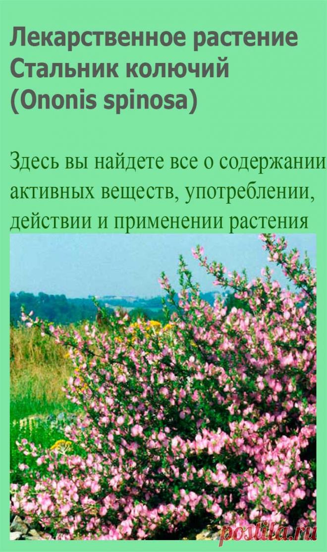 Лекарственное растение Стальник колючий (Ononis spinosa). Многолетнее, у основания одревесневающее растение с восходящими до прямостоячих ветвями, высотой 20-50 см, редко до 1 м. Не отмирающие зимой ветви опушены в 1 или 2 ряда. Нижние листья тройчатые, сидячие или короткочерешковые; листочки яйцевидные, до округло-овальных, зубчатые.