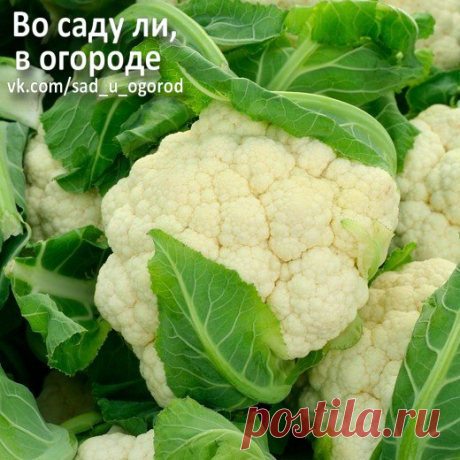 Правила выращивания цветной капусты

Цветную капусту мало кто выращивает. А все потому, что считают ее слишком капризной и привередливой. Это не совсем так. Вернее, совсем не так. Зная все ее «хотелочки», вы поймете, что вырастить цветную капусту не сложнее, чем ее белокочанную родственницу. Главное, знать несколько правил, и тогда этот чрезвычайно полезный овощ разнообразит ваш ежедневный рацион.
Показать полностью…