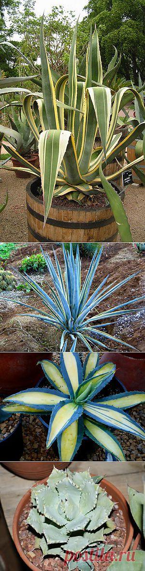 Тропическая агава для вашего подоконника | САД НА ПОДОКОННИКЕ