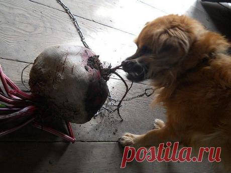 Дачные хитрости
Бэла Рыженко(Козлова)