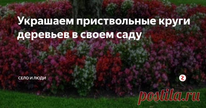 Украшаем приствольные круги деревьев в своем саду У каждого из нас на даче или участке есть деревья. Мы обычно под ними перекапываем с весны и белим.
Однажды я попала в гости к одной знакомой. Она, конечно, огородом не занимается, участок засадила деревьями и кругом зеленый газон с цветниками и цветущими кустарниками.
Что поразило, это красивые приствольные круги все в цветах, просто клумбы под деревьями.
Мне даже в голову не приходило, что можно