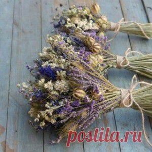 СУХОЦВЕТЫ. Растительный материал, правила сбора и сушки.
