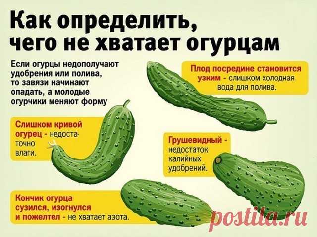 Белорусский метод посадки огурцов

Прошлой весной мы ездили к родственникам в Белоруссию и привезли оттуда способ посадки огурцов в грунт, которым пользуется моя тетя, Вера Кирилловна, уже не один десяток лет. Для посадки она готовит следующие компоненты: перегной, древесную золу, кипяток и собственно семена. Инструмент, применяемый в этой операции, всем известен — это лопата.
Копает небольшую грядку длиной 2 м и шириной 60–70 см. В ней делает лунки в шахматном порядке «че...