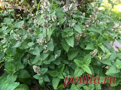 Чем опасна мята. Сохраните себе и расскажите знакомым | Это сад | Яндекс Дзен