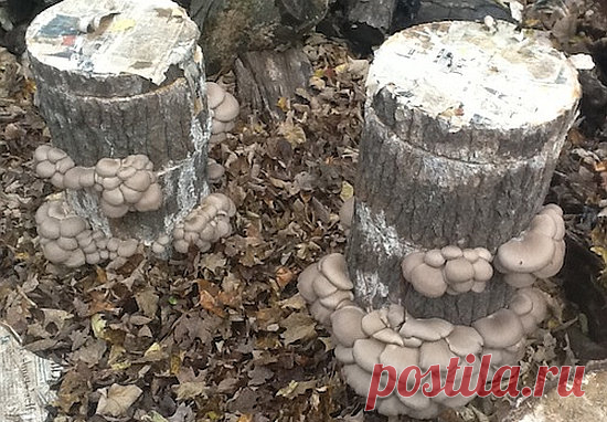 Как избавиться от ненужного пня на приусадебном участке без корчевания – БУДЬ В ТЕМЕ