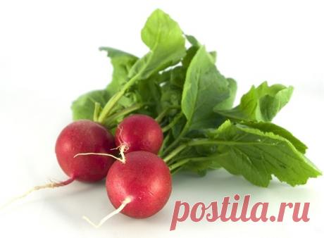 Теневыносливые овощи для огорода