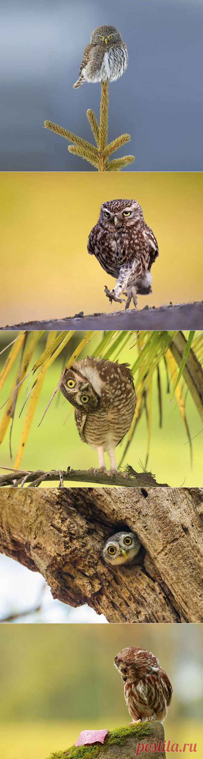 Милейшие совы, поражающие своей неземной красотой