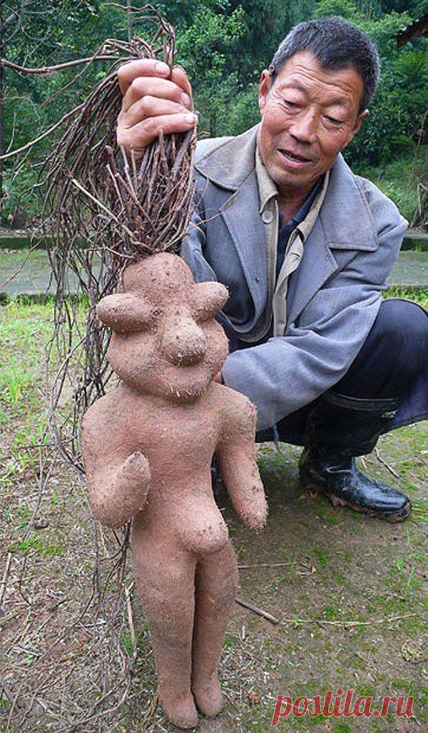 Жуткие и необычные растения | Хвастунишка