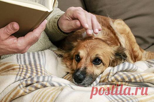 Мужчина обучил собаку-ябеду распознавать высокий уровень сахара у его матери - Рамблер/развлечения и отдых