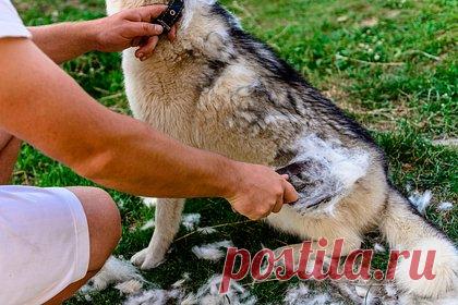 В России захотели помогать участникам спецоперации собачьей шерстью. В подмосковной Кубинке ветеринарная клиника организовала сбор собачьей шерсти для помощи участникам специальной военной операции (СВО) на Украине. Об этом сообщил ветеринарный врач Николай Штенцель. По его словам, сбор шерсти не является нововведением. Уже несколько месяцев военнослужащим передают вязаные вещи.