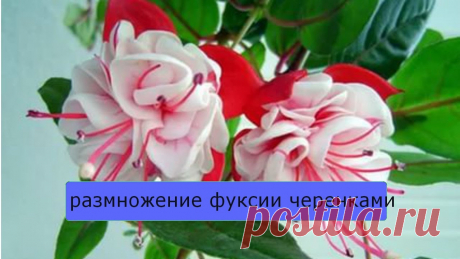 Вегетативное размножение фуксий зелеными черенками: 




Самым распространенным и доступным способом размножения фуксий является черенкование. В качестве материала для размножения подходят практически любые ее части (кроме цветков). Укоренять можно даж…