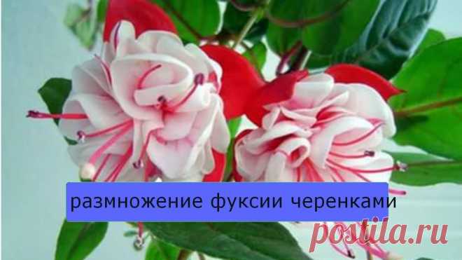 Вегетативное размножение фуксий зелеными черенками: 




Самым распространенным и доступным способом размножения фуксий является черенкование. В качестве материала для размножения подходят практически любые ее части (кроме цветков). Укоренять можно даж…