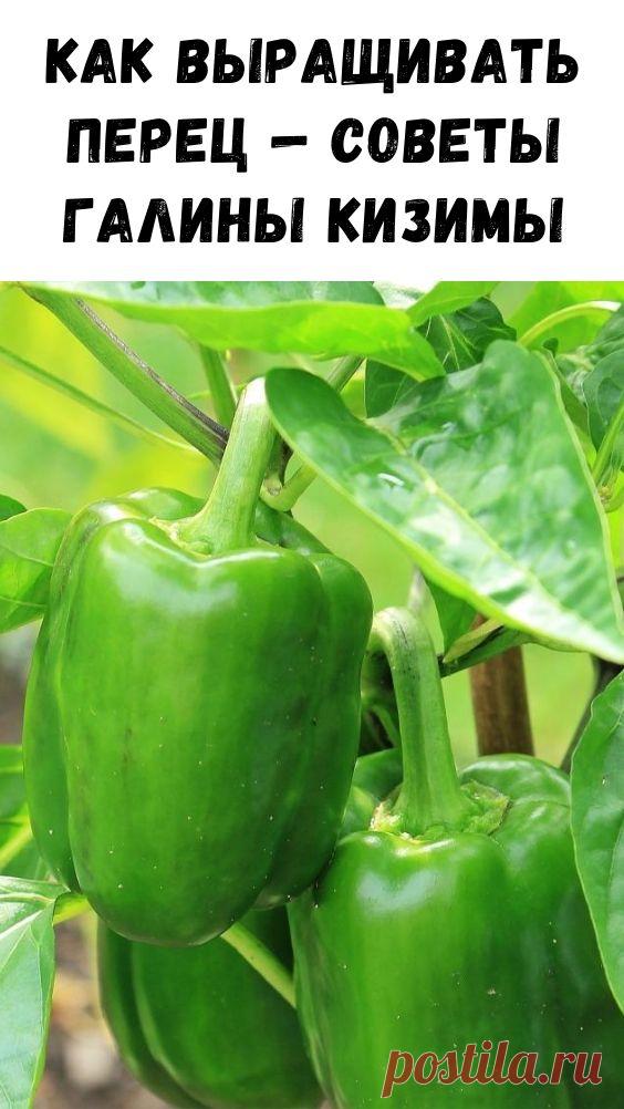 Как выращивать перец — советы Галины Кизимы - Интересный блог