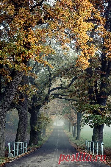 легенда о дереве