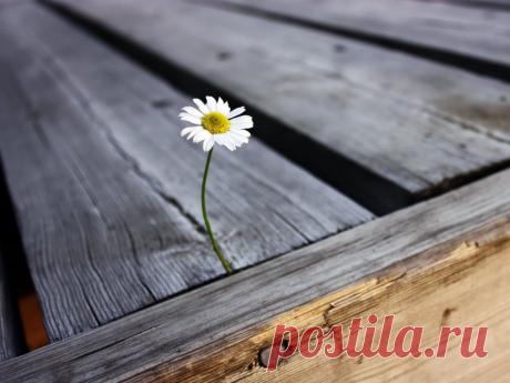 Каждый из нас способен побеждать. Вы способны стать лучше. Сильнее. Продуктивнее. Оптимистичнее. Добрее.