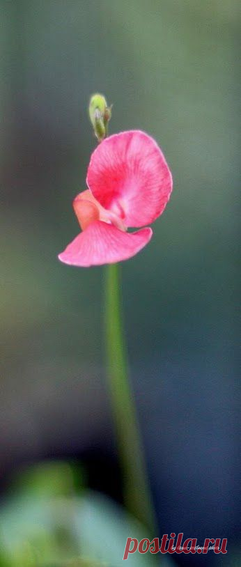 Google+ – #flowers