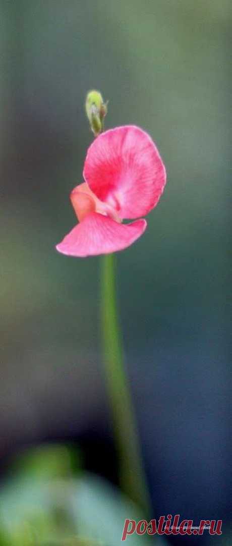 Google+ – #flowers