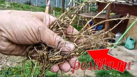 ТРИ КОРНЯ И НИКАКИХ БОЛЯЧЕК !!! НАКОПАЙТЕ СЕБЕ ЕСЛИ УСТАЛИ ВСЕ ВРЕМЯ ЛЕЧИТЬСЯ...