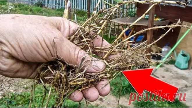 ТРИ КОРНЯ И НИКАКИХ БОЛЯЧЕК !!! НАКОПАЙТЕ СЕБЕ ЕСЛИ УСТАЛИ ВСЕ ВРЕМЯ ЛЕЧИТЬСЯ...