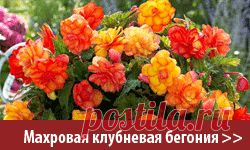 Садовый каталог hollandbulb.ru – голландские луковичные цветы многолетние и саженцы почтой