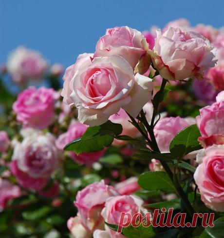 Созданье лучшее богов...