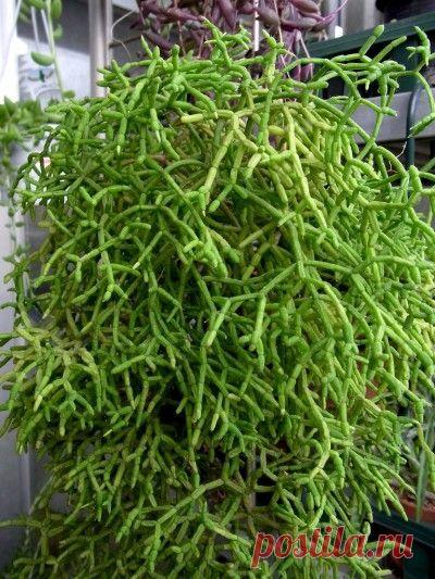 Mistletoe Cactus Care – Tips For Growing Rhipsalis Plants