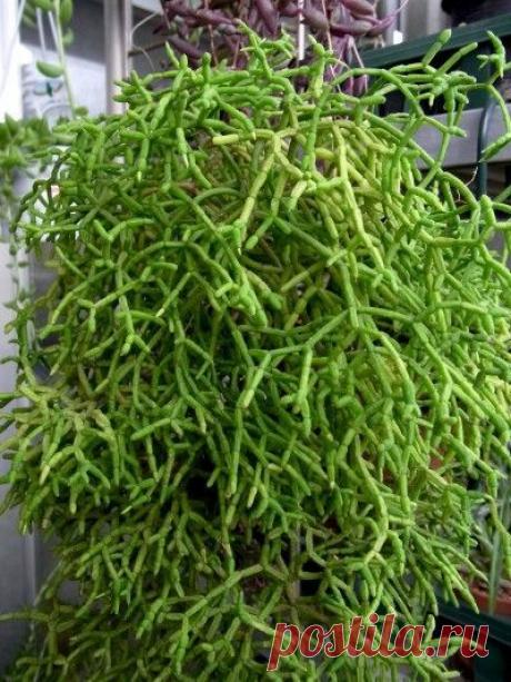 Mistletoe Cactus Care – Tips For Growing Rhipsalis Plants