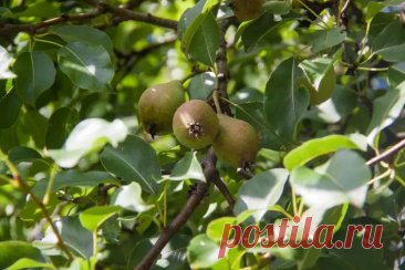 Почему груша плачет: что означают потеки на коре и как это исправить. Появление камеди — это не приговор, а предупреждение. Дерево сигнализирует, что ему нужна помощь.