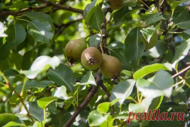 Почему груша плачет: что означают потеки на коре и как это исправить. Появление камеди — это не приговор, а предупреждение. Дерево сигнализирует, что ему нужна помощь.