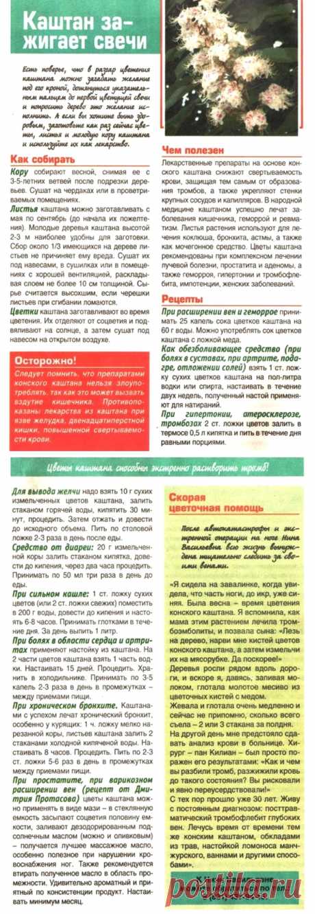 Каштан конский