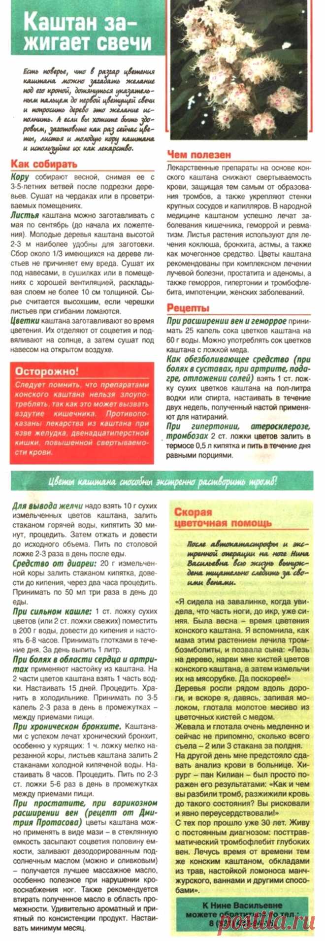 Каштан конский