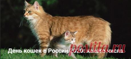 День кошек 2020: какого числа отмечают в России