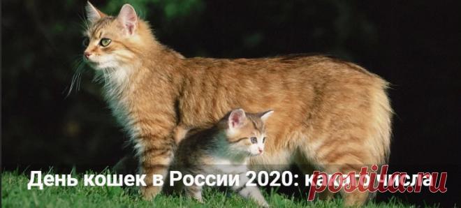День кошек 2020: какого числа отмечают в России
