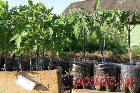 ПОДКОРМКА ДЛЯ РАССАДЫ Рассаду помидоров поливают раствором йода для более быстрого роста (1 капля на три литра). После применения этого раствора рассада зацветёт быстрее, а плоды будут крупнее. Может йод защитить помидоры и от фитофторы. Для этого Вам понадобятся несколько капель йода и 250 грамм молока, смешайте их с 1 литром воды. Раствор - одна капля йода на три литра воды, этим йодным раствором надо один раз полить рассаду томатов. От этого увеличиться продуктивность и будут побольше плоды.