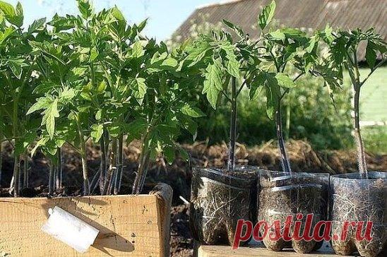 ПОДКОРМКА ДЛЯ РАССАДЫ Рассаду помидоров поливают раствором йода для более быстрого роста (1 капля на три литра). После применения этого раствора рассада зацветёт быстрее, а плоды будут крупнее. Может йод защитить помидоры и от фитофторы. Для этого Вам понадобятся несколько капель йода и 250 грамм молока, смешайте их с 1 литром воды. Раствор - одна капля йода на три литра воды, этим йодным раствором надо один раз полить рассаду томатов. От этого увеличиться продуктивность и будут побольше плоды.