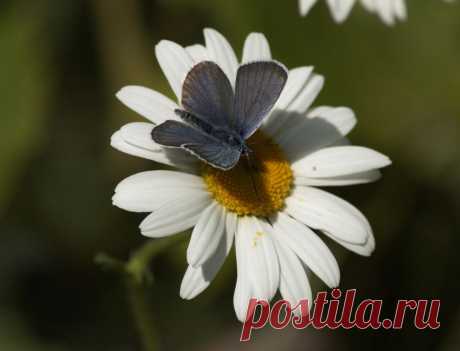 рука и ромашка: 32 тыс изображений найдено в Яндекс.Картинках