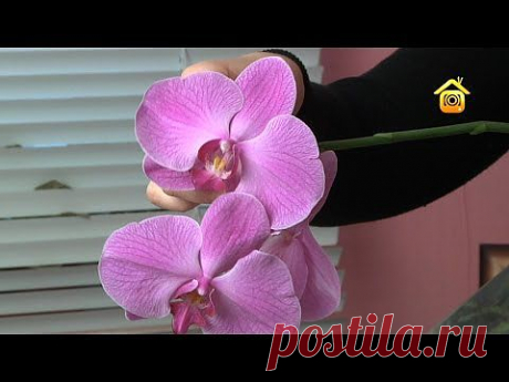 Орхидеи. Покупка, уход, пересадка (ForumHouseTV) - YouTube