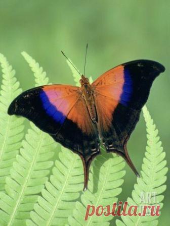 Fantástico Natureza,linda!!!