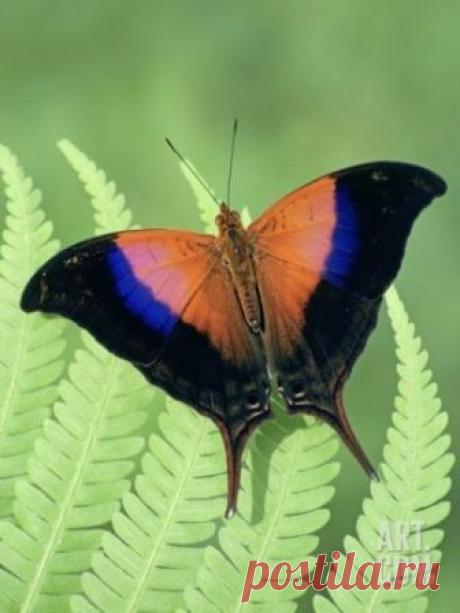 Fantástico Natureza,linda!!!