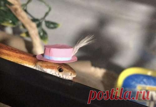 Змеи в шляпках ─ настоящие няшки (21 фото) . Тут забавно !!!