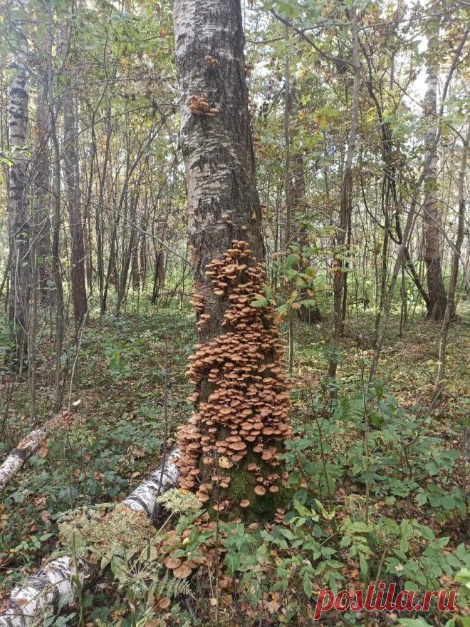 Солю грибы так, что они не киснут, остаются крепкими и вкусными всю зиму. Делюсь проверенным временем рецептом. | Цветочная душа | Дзен