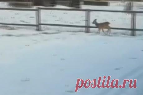 Сломавшую рога косулю спасли в российском регионе. Сибирская косуля заблудилась среди домов в городе Зея Амурской области и сломала оба рога, пытаясь вернуться в лес. Об этом сообщает «Зейский вестник». Как отмечается, животное забрело в частный сектор и заплутало. При этом вернуться в естественную среду обитания самостоятельно оно не смогло.