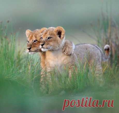 Картинки для хорошего настроения / Приколы