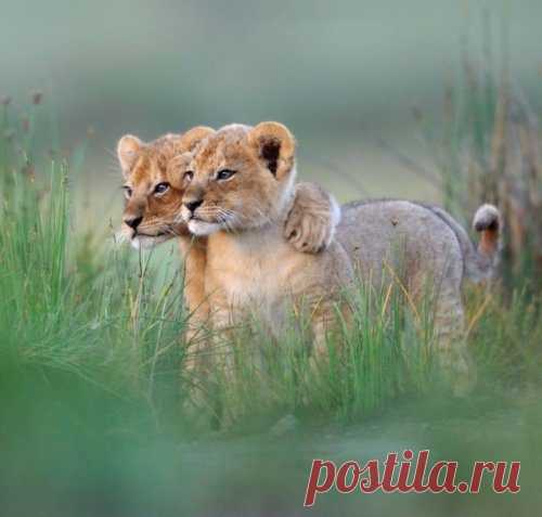 Картинки для хорошего настроения / Приколы
