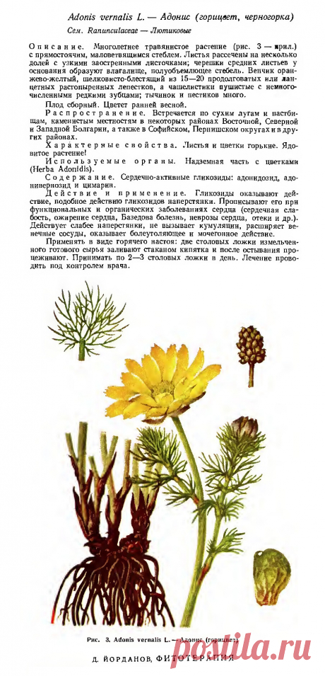 Адонис (горицвет, черногорка)