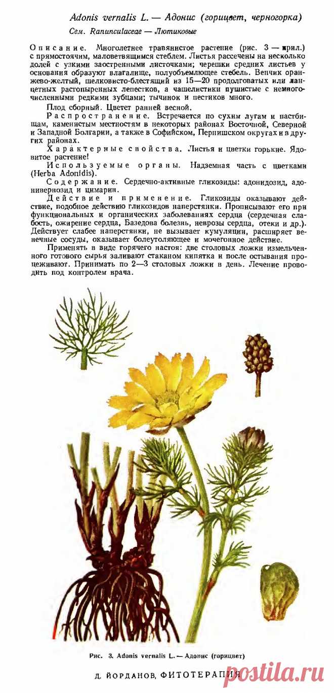 Адонис (горицвет, черногорка)
